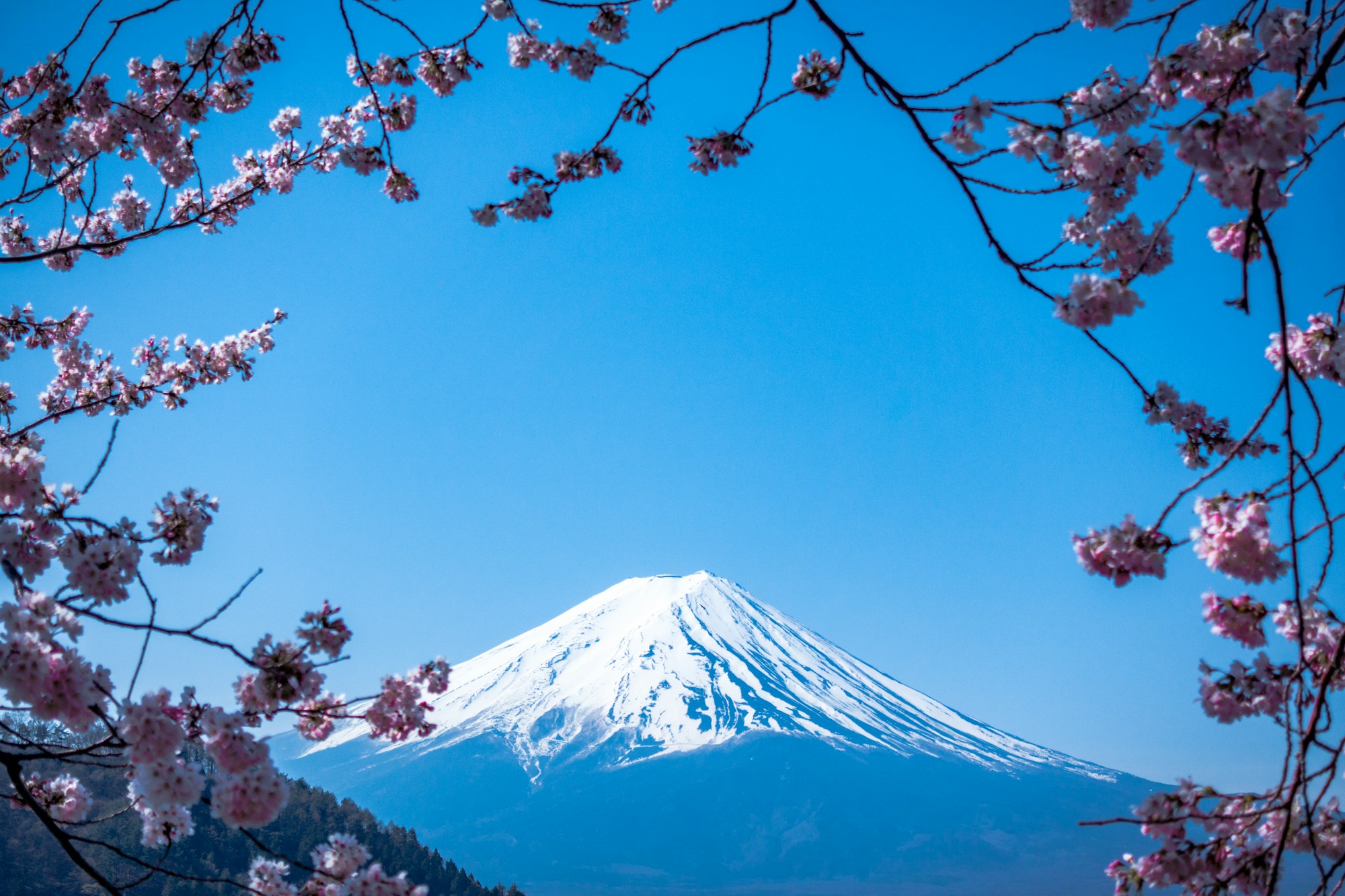 Snow-capped Mount Fuji framed by cherry blossoms